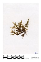 藏品(長帽絹苔)的圖片